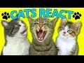 5:01 Play next Play now CATS REACT TO VIRAL ...