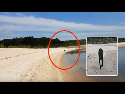 Ein Tourist schwimmt an einer unbewohnten Insel vorbei, als ihm sich plötzlich eine Kreatur nähert!