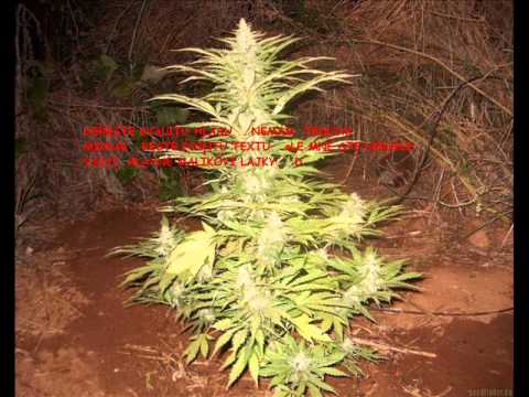 MC Vali  diis  na MC Malik