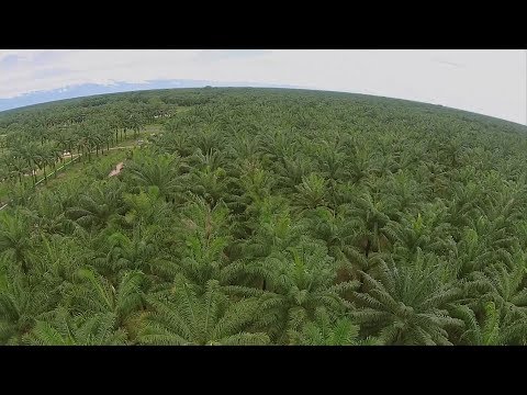 , title : 'Cultivo de Palma de Aceite- Good Practices in Palm Oil Production ENG TVAgro por Juan Gonzalo Angel'