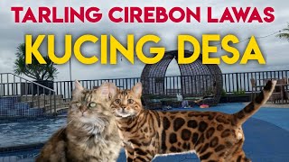 Download lagu TARLING CIREBON LAWAS ~KUCING DESA mp3 Download lagu TARLING CIREBON LAWAS ~KUCING DESA mp3
