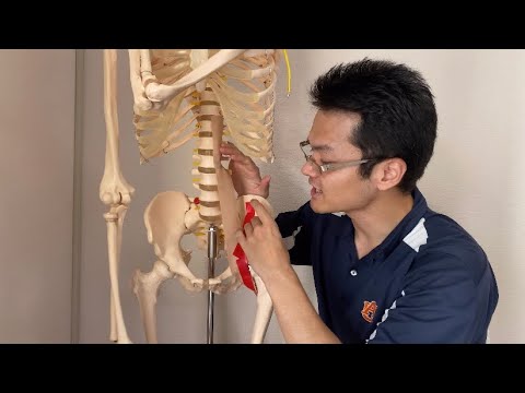Anatomy of psoas and iliacus (English)