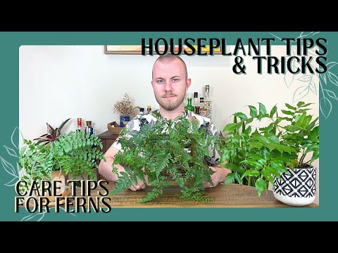Care Tips For Ferns | Houseplant Tips & Tricks Ep. 14