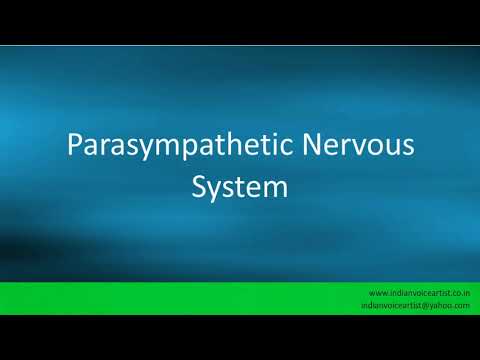 Pronunciation of the word(s) "Parasympathetic Nervous System".