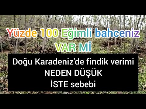 , title : 'yüzde 100 eğimli fındık bahçesi gördünüz mü? verim ne. Doğu Karadeniz'de findik arazileri'