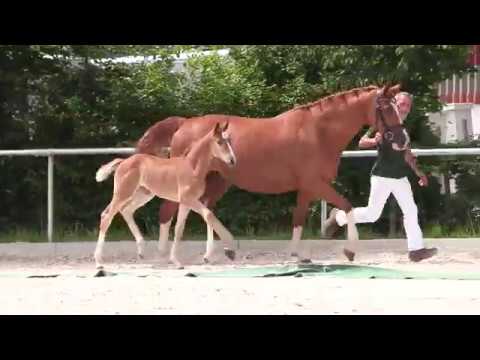 KN 25: SF von Decour / Wolkenstürmer