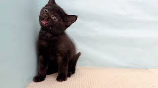 ブリティッシュショートヘアの動画01