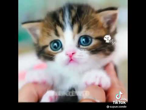 Karallo Salayo කාරල්ලෝ සාලයෝ