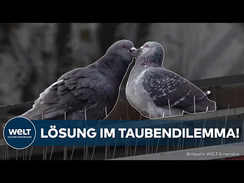 Video Thumbnail: LIMBURG: Rettung in Sicht! Neue Lösung für Stadttauben-Problem! Umsiedlung statt Tötung!