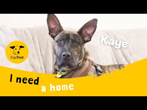 Kaye for sale in Leeds, Yorkshire