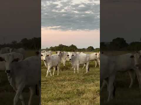 NOVA GERAÇÃO FAZENDA DUAS CABECEIRAS - MARA ROSA/GO