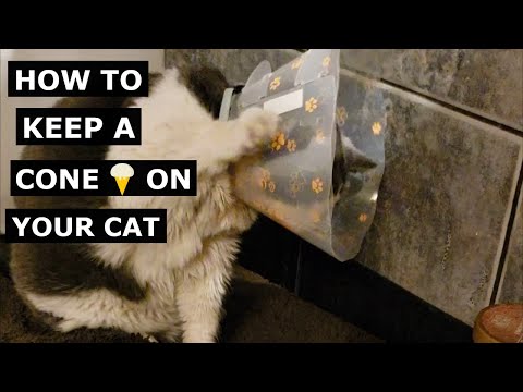 How to stop a Cat removing a E-Collar (Cone) Our DIY Innovative solution