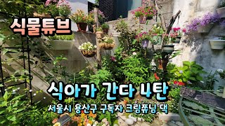 [식아가 간다~ 4탄]  랜선으로 나마 서울시 용산구 크림쮸님 댁  실내,실외식물 시청 하시면서 힐링타임 되…