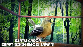 Download lagu Paling Jitu bikin sirtu jenis apapun cepat gacor emosi dan cepat gacor. mp3