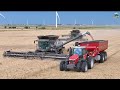 Wheat Harvest 2025 Near Vernon Texas Gleaner Combines