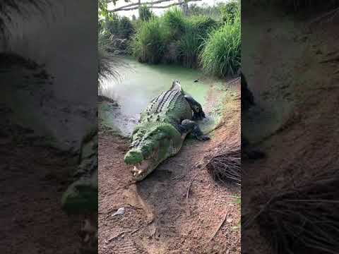 Giant crocodile loses a tooth 😳 🐊