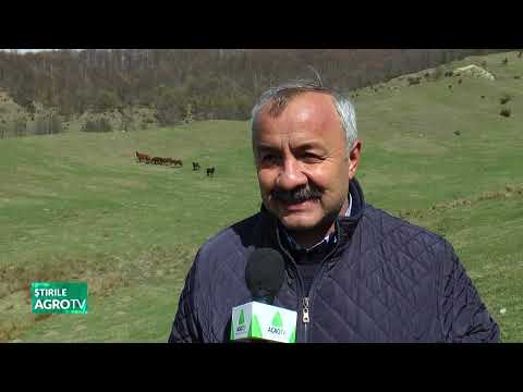 Caii sălbatici de la Valea Lungă, Dâmbovița 04 04 2023