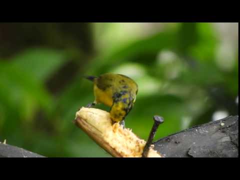 Thick-billed Euphonia at Mirador los Bancos, west slope Ecuador
