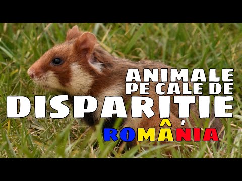 , title : 'ANIMALE PE CALE DE DISPARITIE DIN ROMANIA | STIINTELE NATURII | LECTIA LA ZI'