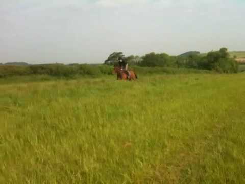 Ap McCoy - Dont Push It