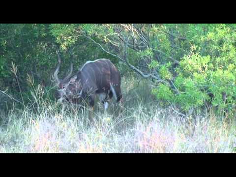 The shy nyala antelope