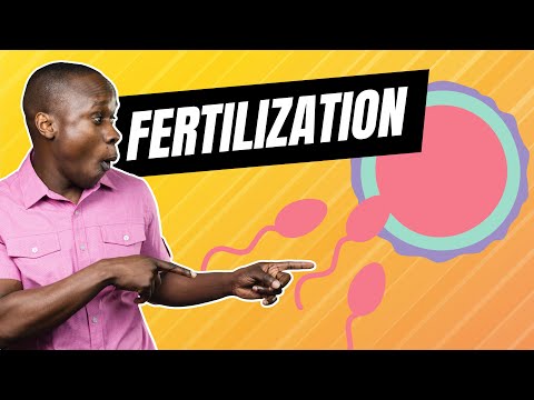 Fertilization of the Sperm and Egg in Humans - How babies are made!
