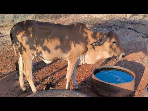 Animais à venda no Brejinho de Tabira-PE 