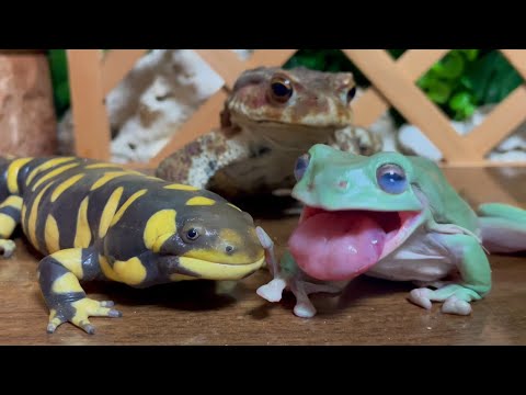 6.5 million views ✨ Strongest trio 🐸 Frog & Toad & Salamander