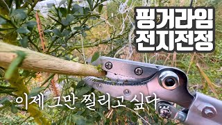 핑거라임 가시가 너무 아파서 하나 장만했습니다.