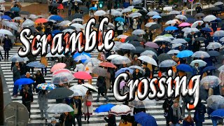 🚶Shibuya Scramble Crossing 🚶‍♀️