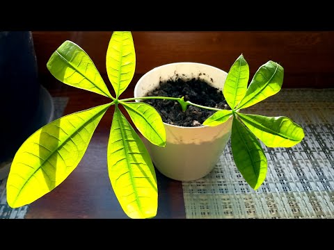 Pachira Wodna ukorzenianie i rozmnażanie / pachira aquatica tree money drzewko szczęścia