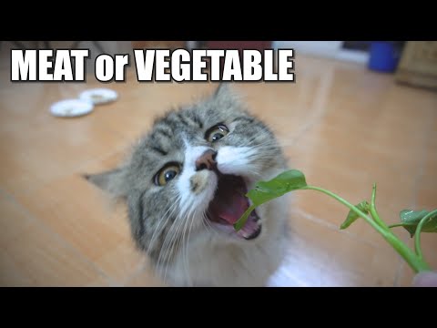 What Do Cats Like To Eat Meat or Vegetables ?