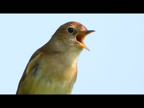 Usignolo: una voce senza rivali. Nightingale: the best singer