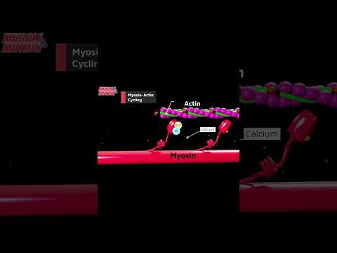 How a Muscle Contracts | Muscle Physiology 101