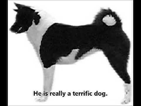 European Laika