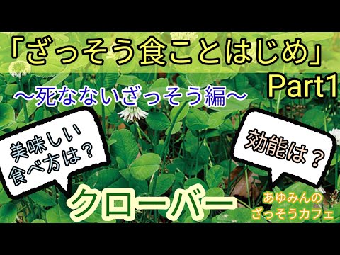園芸 ニセ四つ葉のクローバー、カタバミ