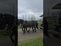 Horse Drawn Carriage Upper Canada Village Morrisburg Ontario