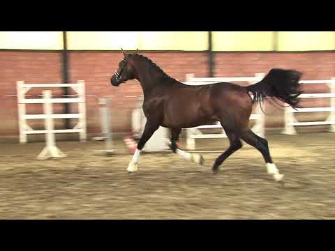 30. Meckl. Körtage 2020 - Kat.Nr. 17 Junghengst v. Escolar - Fürst Piccolo