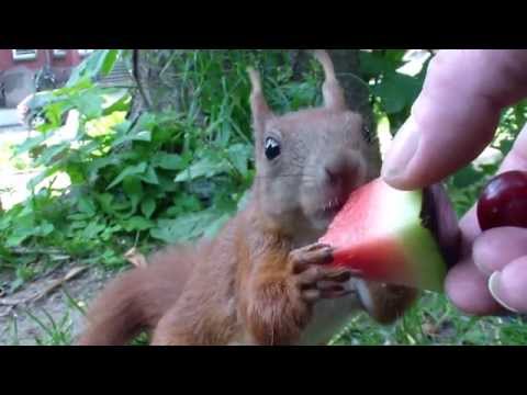 Eichhörnchen als Nesträuber? Ne, eher Nussräuber!