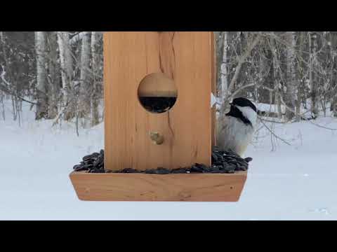 Chickadees