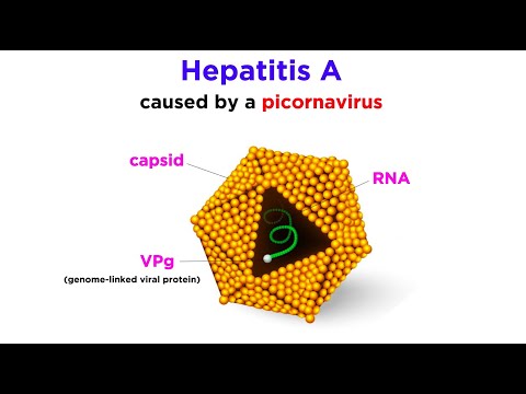 Hepatitis A (Hepatovirus A)