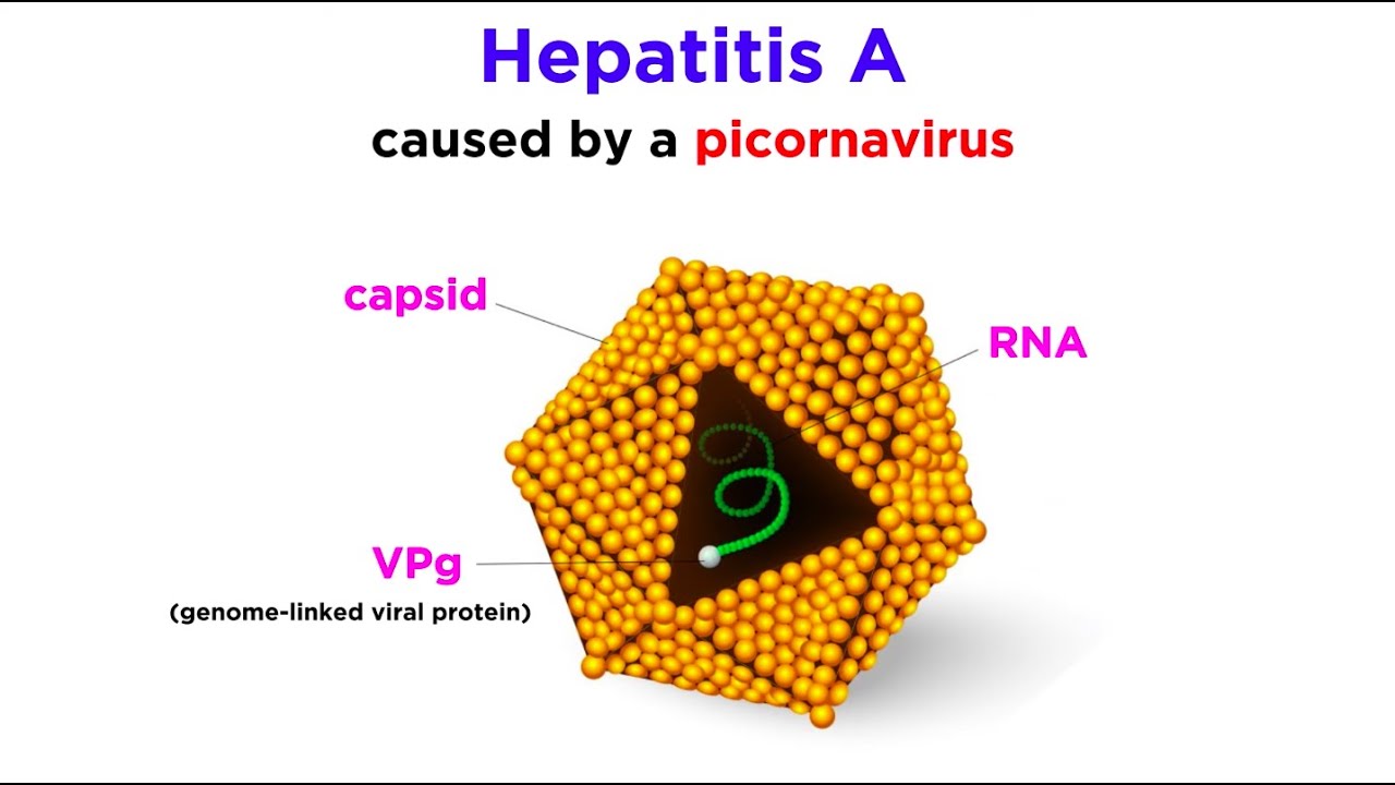Hepatitis A (Hepatovirus A)