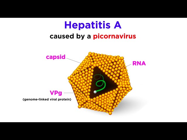 Video pronuncia di hepatitis A virus in Inglese
