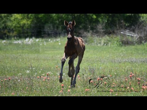 Jordana RSF (Hesselhøj Donkey Boy x Wolkentanz II)