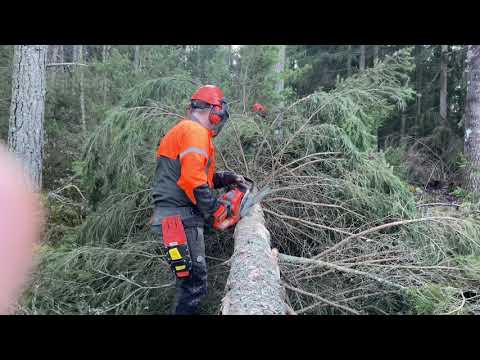 Rycklingeboda - vindfällen