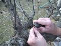 Grafting Apple Trees 