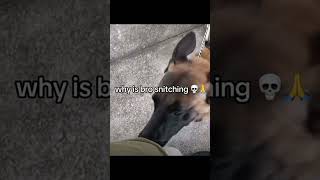 Snitches get stitches🤥🤫🤐 #policedog #funny #dog #snitch #snitchesgetstitches