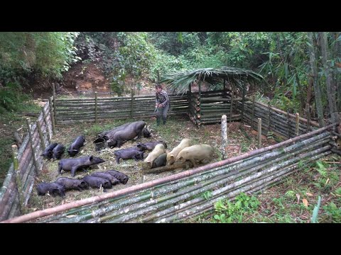 FULL VIDEO: 120 Days Alone Building farm - Gardening primitive - Building a new life | Farm life