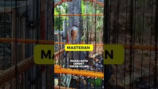 Download lagu MASTERAN || YANG DI CARI. JURI‼️ mp3
