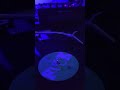 FuckPony - Get Pony (Origina Vinyl) - RADiO BODDhA (00hz) FuckPony - Get Pony (Origina Vinyl)